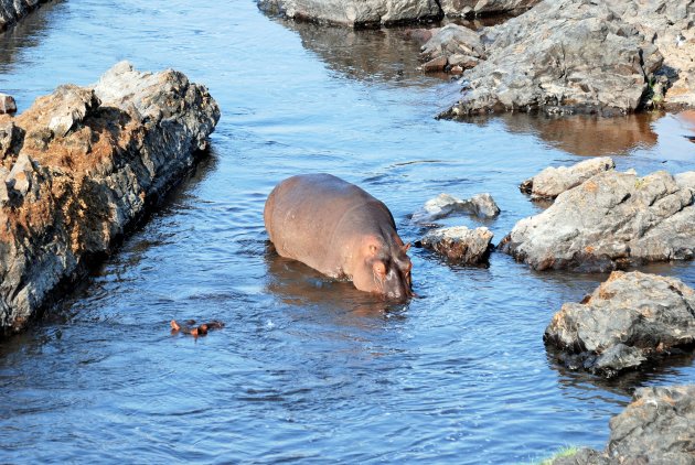 Nijlpaarden in de Great Ruaha River.