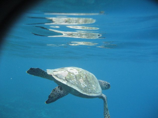 Schildpad die als een duikboot omhoog komt