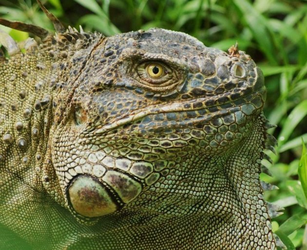 Green iguana