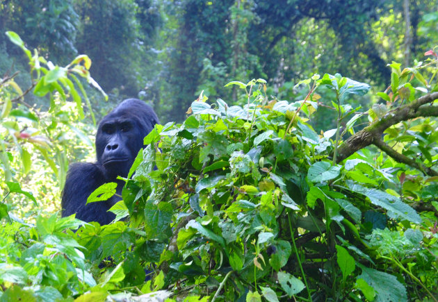 Gorilla in de mist (3) the boss