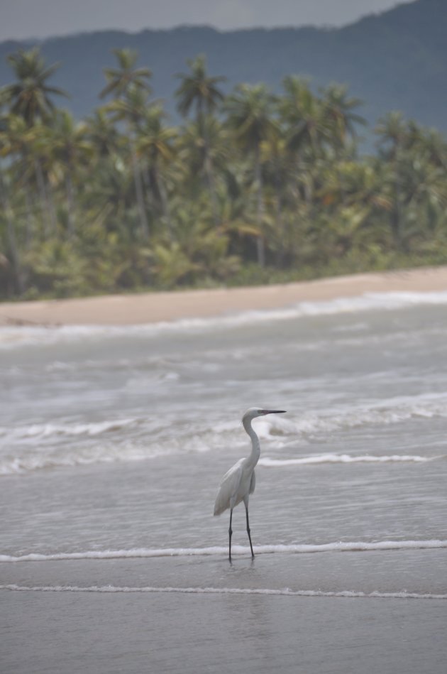 Reiger op het strand