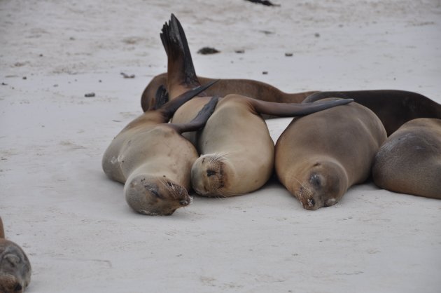 Zeeleeuwen op Galapagos