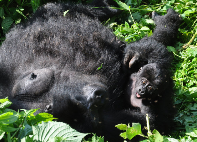 Gorilla's in de mist. de jongste telg