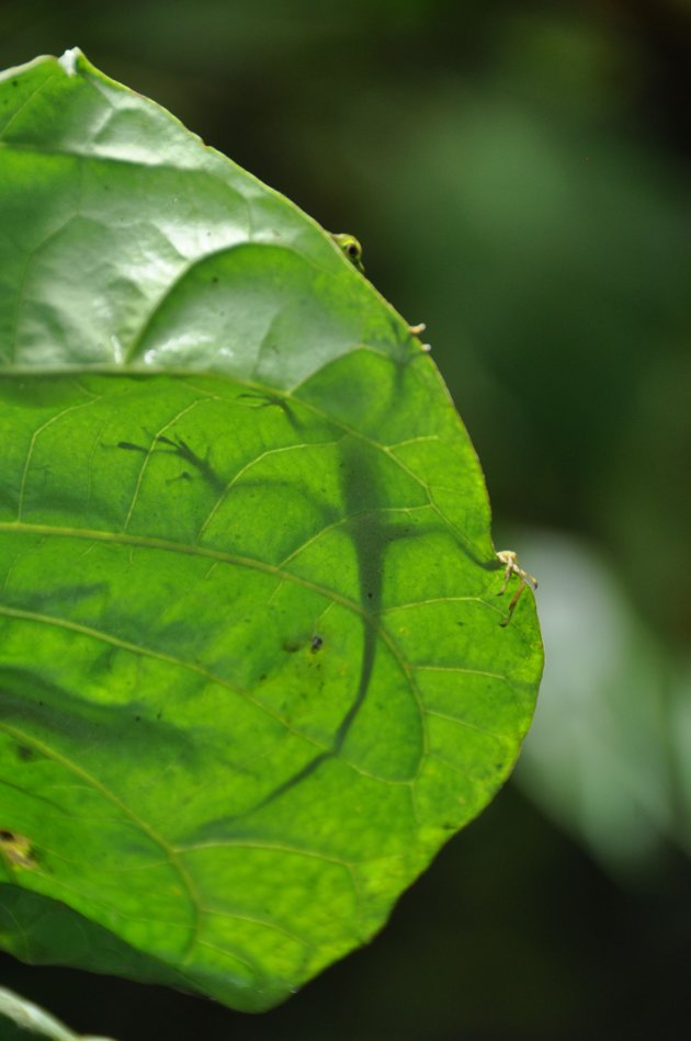 Hagedis op blad, Mindo, ecuador