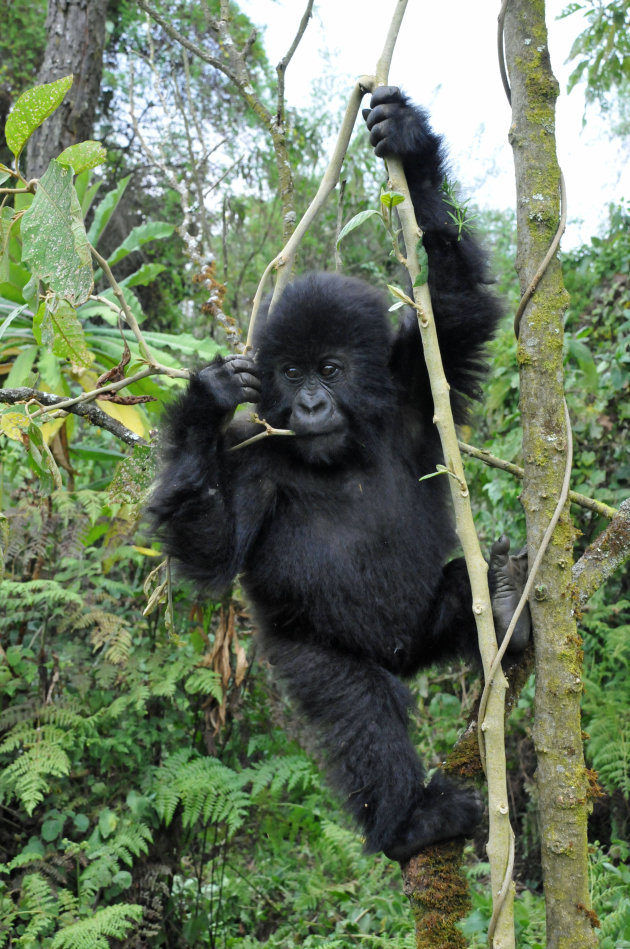 Kleine gorilla 