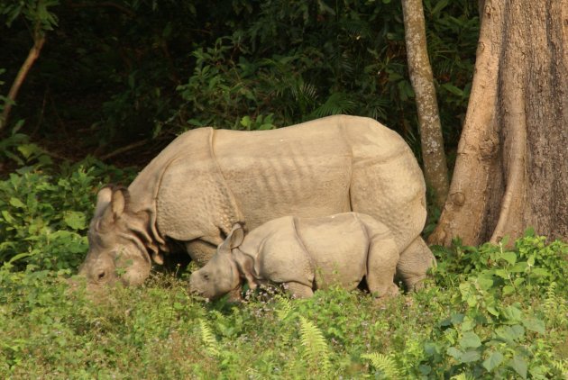 Indische neushoorn