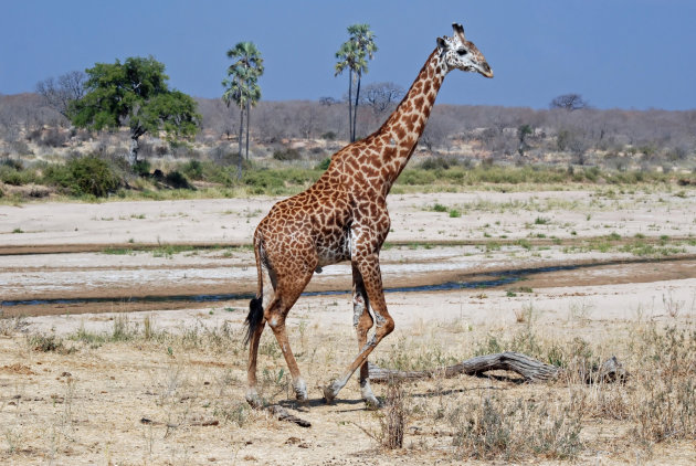 Masai Giraffe in het dorre Ruaha National Park