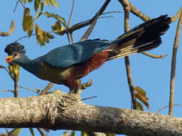 Great Blue Turaco