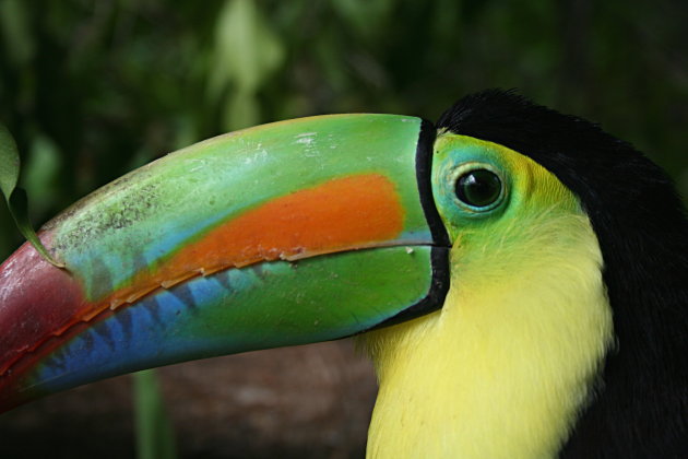 Keelbilled Toucan