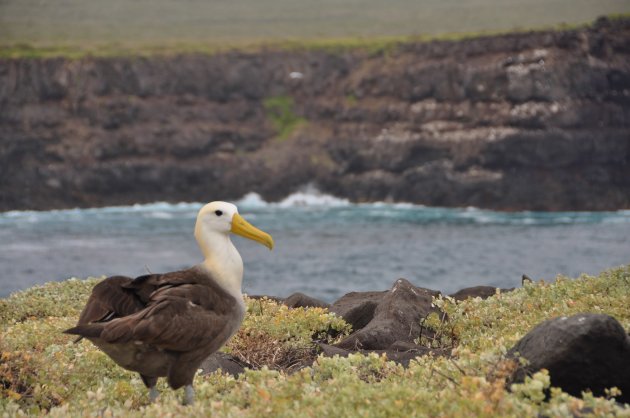 Albatros op uitkijk