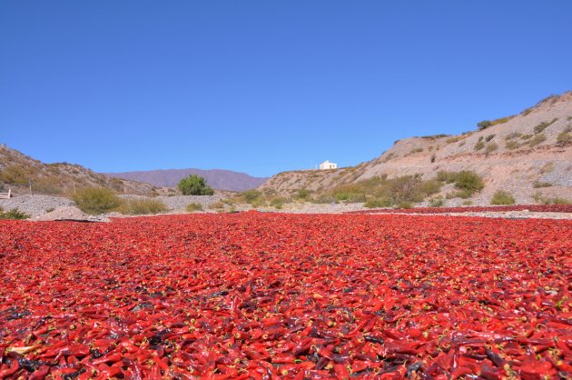 Chili pepers in Argentinië?