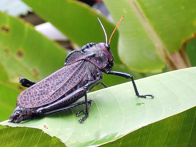 Insect