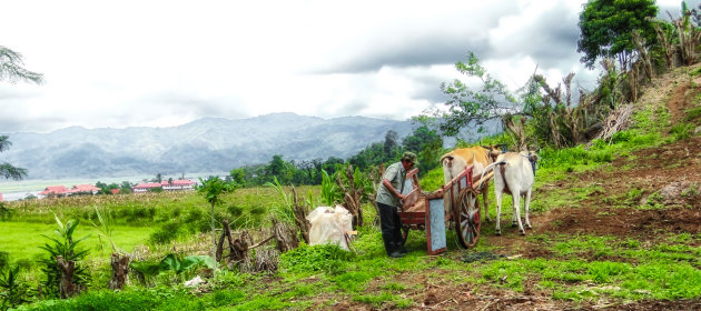 Boer in Tomahon