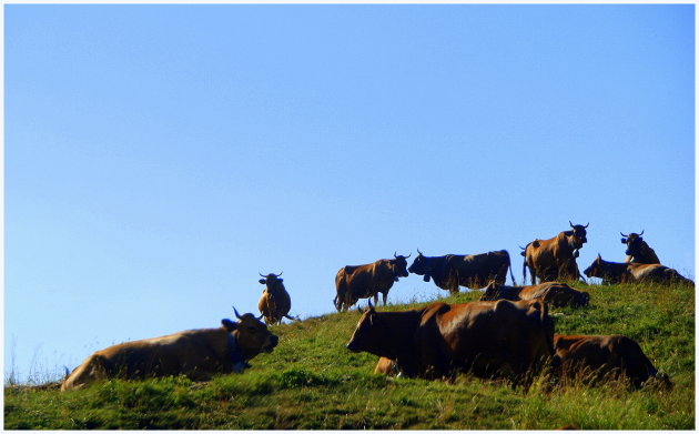 veel koeien en een stier