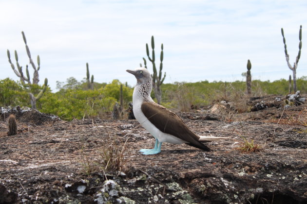 Blue footed boobie 