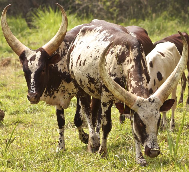 Ankole Longhorn