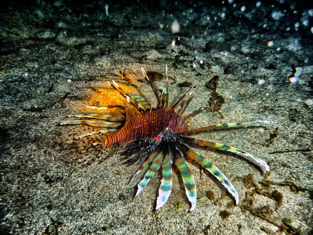 lionfish