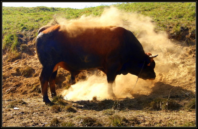 De briesende stier