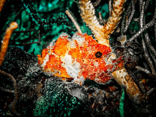 orange frogfish