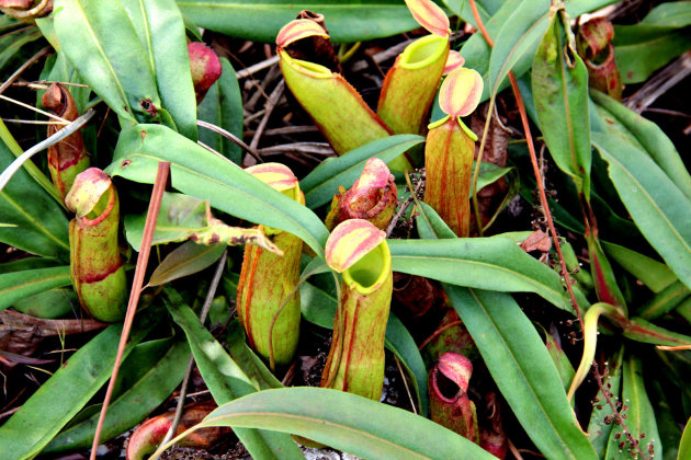 Vlees etende planten