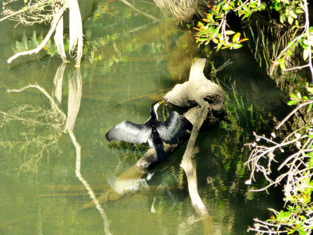 Reiger in Eungella