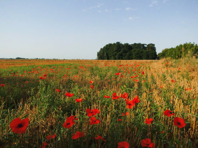 coquelicots!