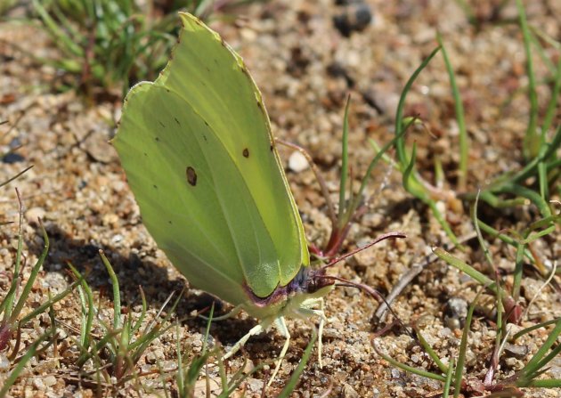 citroenvlinder