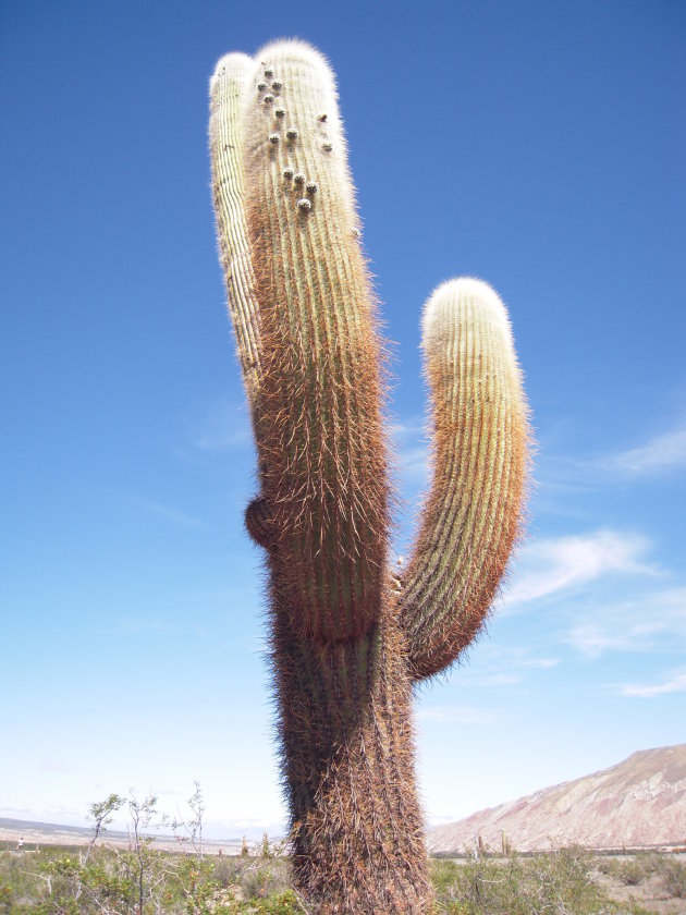 Cactus