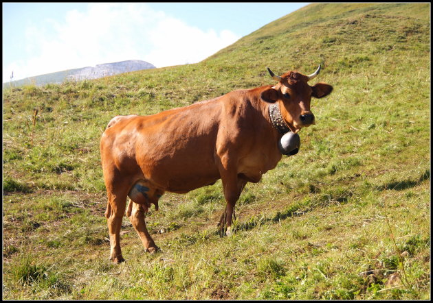 Bertha met de mooie bel