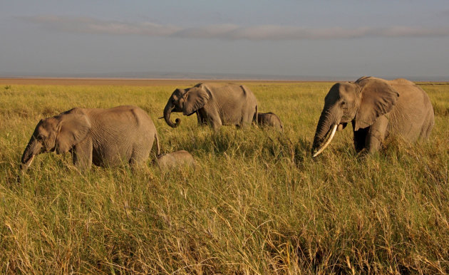 Amboseli