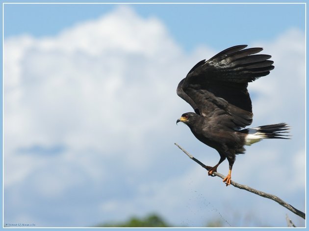 Great black hawk