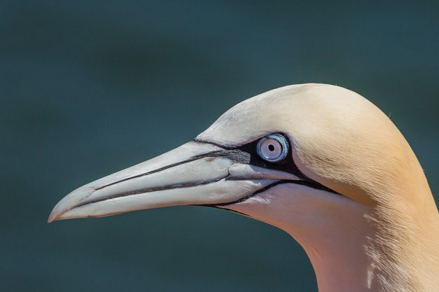 Close-up Jan Van Gent