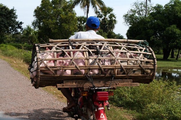 Bikes of Burden (3)