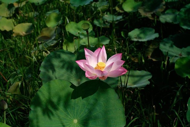 Heilige Lotus