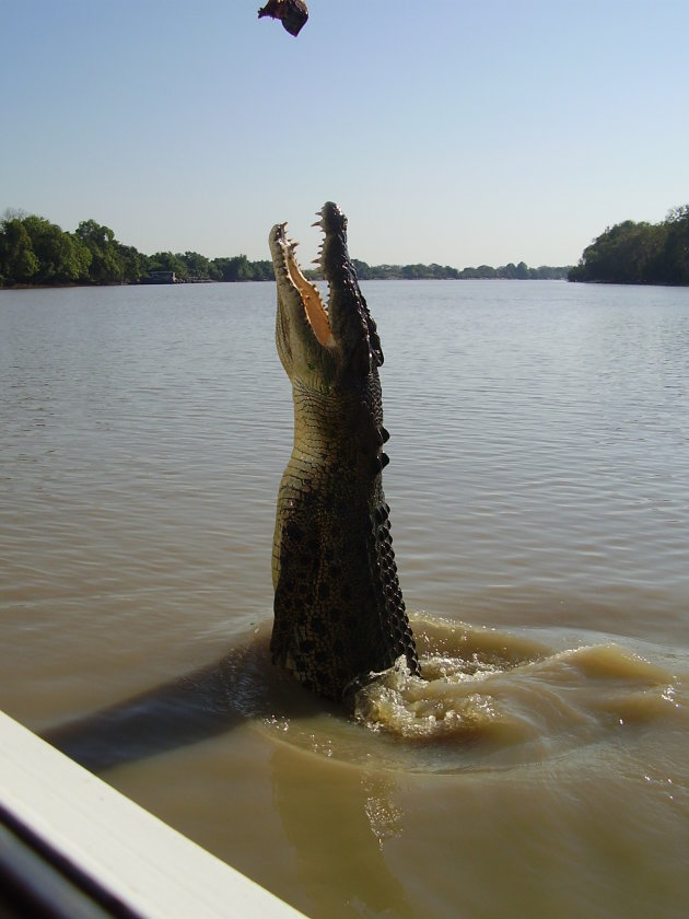 Jumping croc