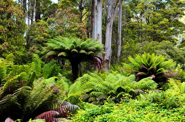 Fern Trees