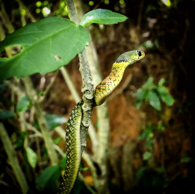 rednecked keelback slang