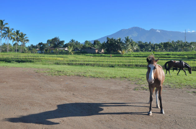 Paard bij de Rinjani vulkaan