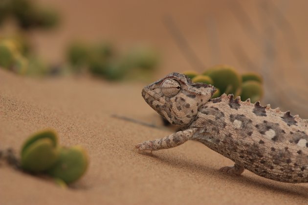 Namaqua chameleon