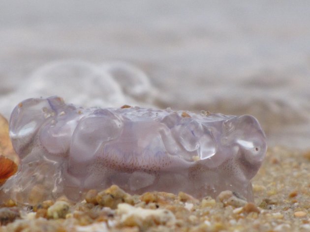 Kwalletje op strand 