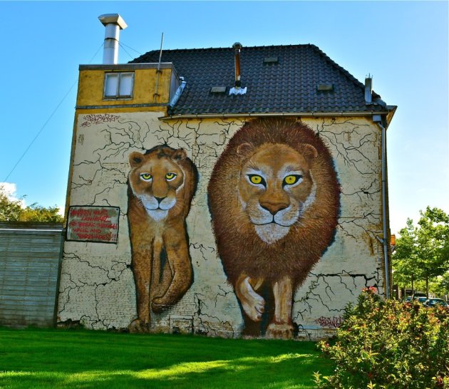 Leeuwen in Leeuwarden !