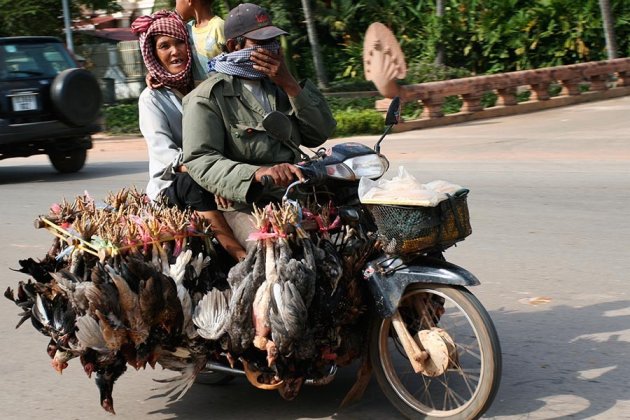 Bikes of Burden (5)