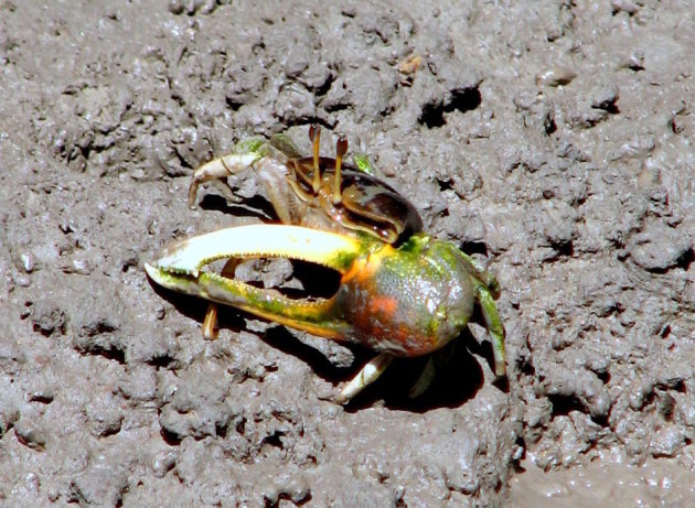 Fiddler  on the roof Crab?