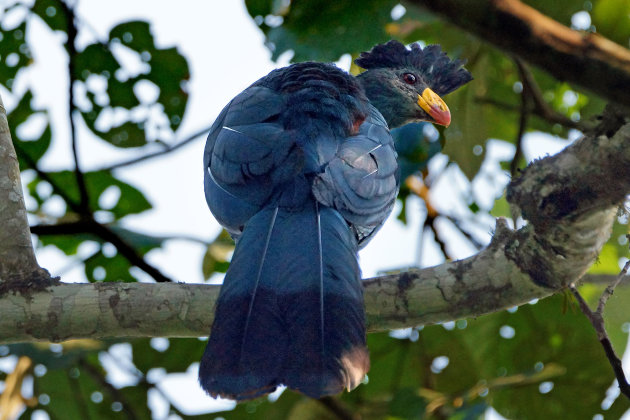 Turaco, turaco