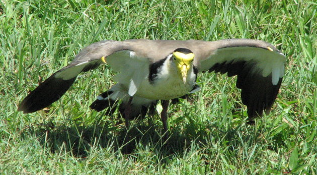 The Lone Ranger aka Masked Lapwing