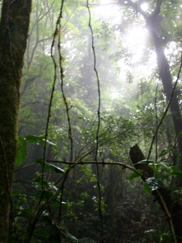 Nevelwoud in Costa Rica