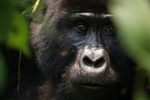 Oog in oog met een zilverrug in Bwindi Inpenetrable Forest, Uganda