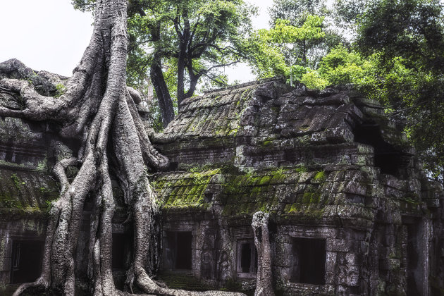 Ta Phrom (de Jungle Tempel)