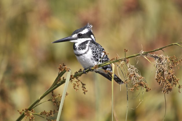 Pied Kingfisher