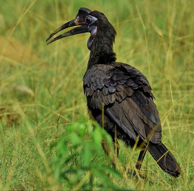 Neushoornvogel